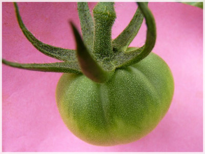 Ukrainian_Heart_Green_Fruit.JPG