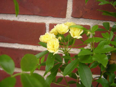 Rosa_Banksia_.JPG