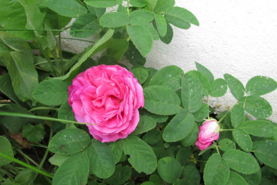rdrafleurspourpre.jpg