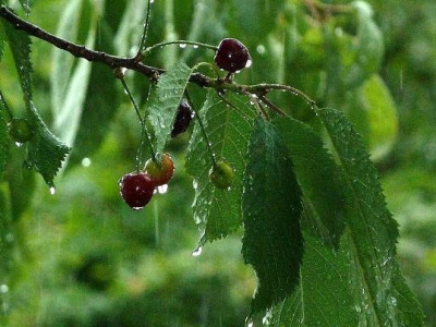 Kirsche_im_Regen.jpg