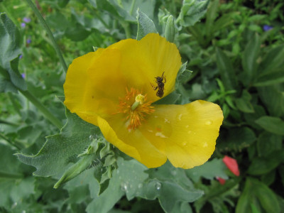 Hornmohn_110618.jpg