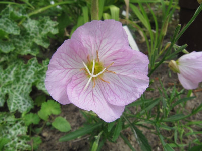 Oenothera_rosa_110618.jpg