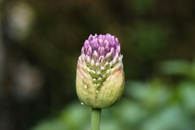 allium_11417.jpg