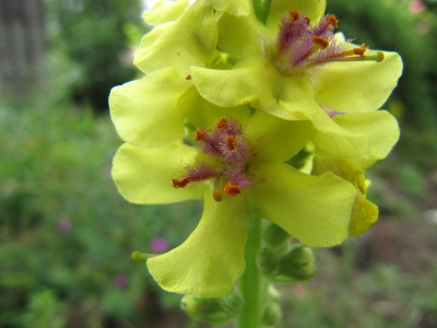 Verbascum_nigrum_110618.jpg