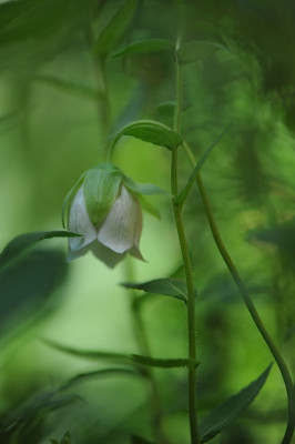 Codonopsis_clematidea_.jpg