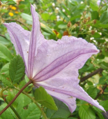 BA_13-6-11.JPG