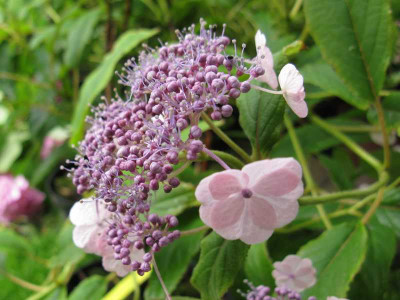 Hydrangea_robusta_2_800x600.jpg