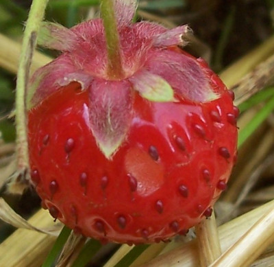 Juni_020_Ferma_Frucht.jpg