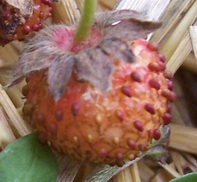 Juni_018_Ferma_Frucht.jpg
