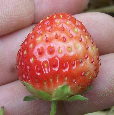 Juni_021_Ferma_Frucht.jpg