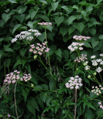 Pimpinella_major.jpg