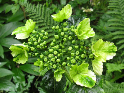 Hydrangea_macrophylla_Mariesii_Grandiflora_800x600.jpg