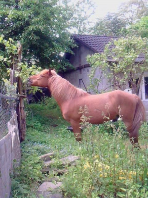 Dancer_im_Garten_1.jpg