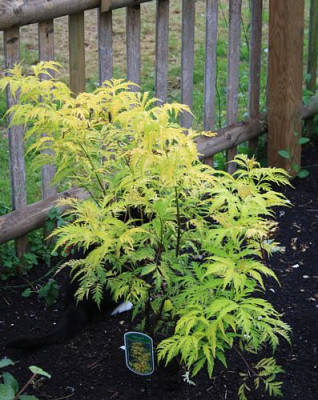 Sambucus_racemosa_sutherland.jpg
