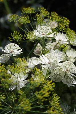 astrantia_dill.jpg