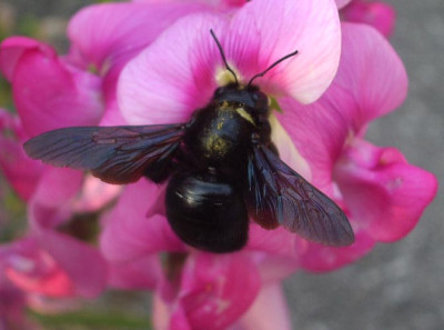 Xylocopa_violacea-Blaue_Holzbiene.jpg