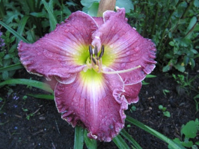 Bella_sera_2011_514.jpg