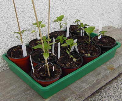 Chillies-1.jpg