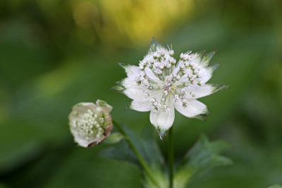 Astrantie-mit-Tropfen.jpg