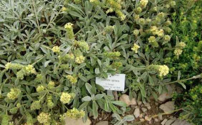 Sideritis_syriaca.JPG