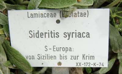 Sideritis_syriaca_s.JPG