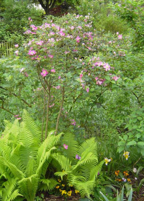 Rosa_pimpinellifoliaxirgendwas-1.jpg