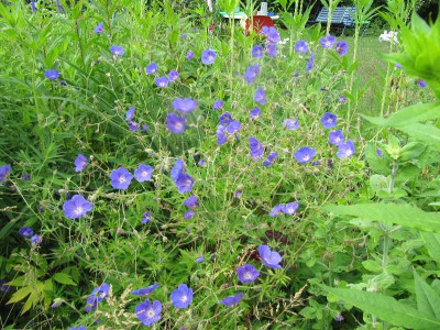 Geranium_x_Orion_110619.jpg