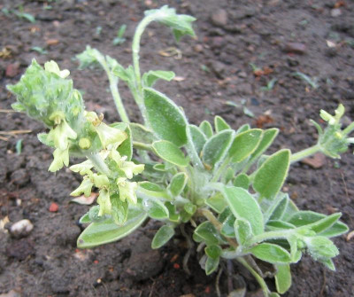 Stachys_citrina_20080518.jpg