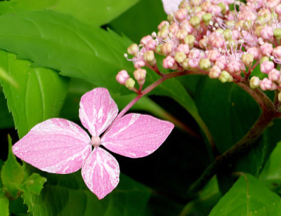macrophylla_stylosa_f.indochinensis.jpg