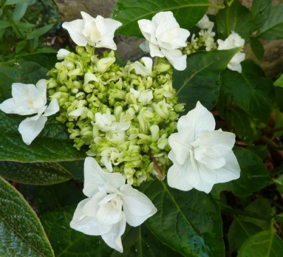 Hortensie_im_Kubel_2_fars_2011.jpg