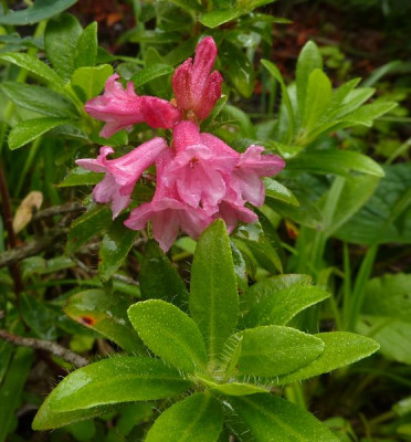 Rhododendron_hirsutum_fars_2011.jpg