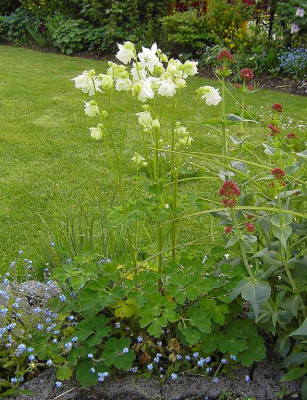 Aquilegia_weiss-2.jpg