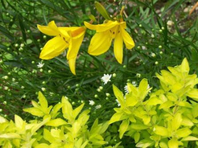 Garten_Mona_P.jpg