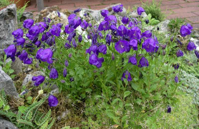 comp_Campanula_pulla_20.06.11.jpg