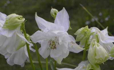 Aquilegia_Bluete_weiss-2.jpg
