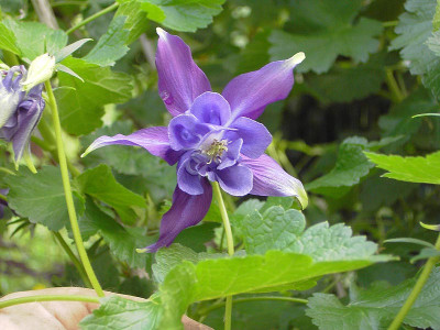 Aquilegia_Bluete_lila-1.jpg