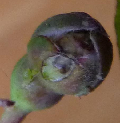 FDxCrep8_03.JPG
