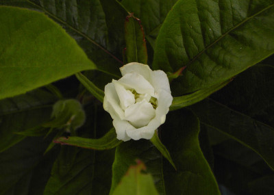 Mespilus_germanica_Bluete-2.jpg