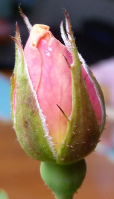 FDxCrep3_023.JPG