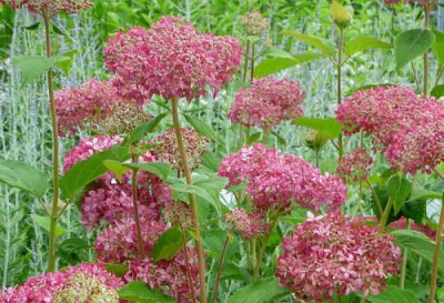 Hydrangea_arborescens_Invincibelle.jpg