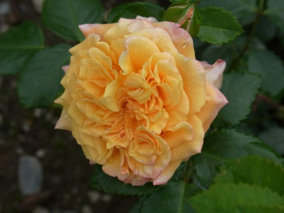 Rugelda_Sa.0805_RIMG0316.JPG
