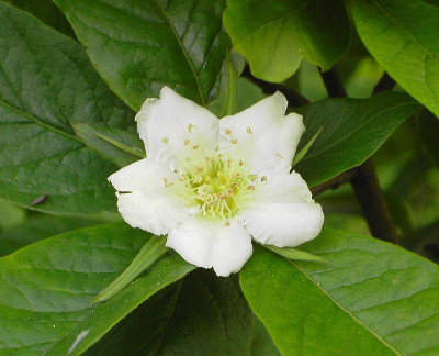 Mespilus_germanica_Bluete-4.jpg