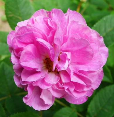 Anacreon_01.JPG
