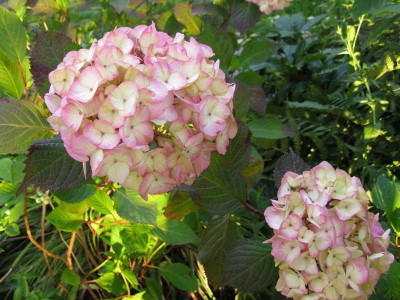 Preziosa_800x600.jpg