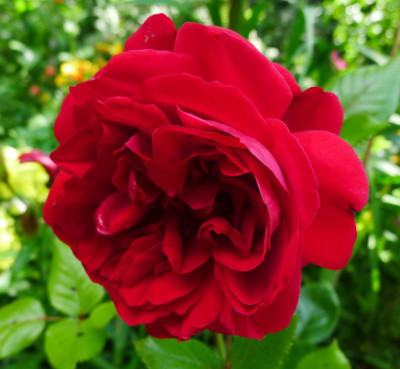 Rose_7_04a.jpg