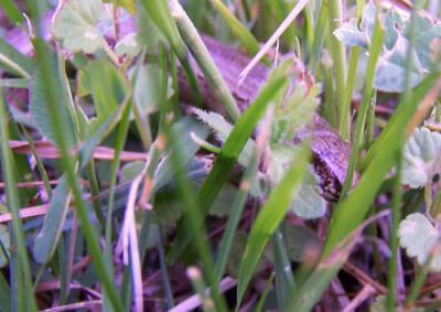 100_9676.JPG