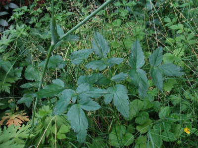 Apiaceae_Blatt.jpg