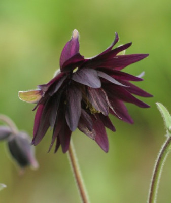 aquilegia_miss_mi_huish_1715.jpg