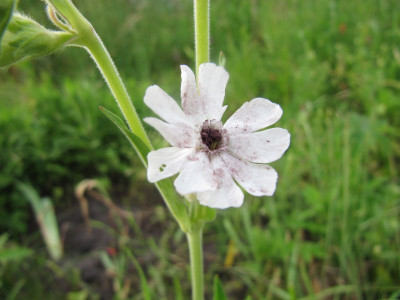 Silene_alba_verpilzt.jpg