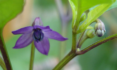 b.r.blumen.jpg